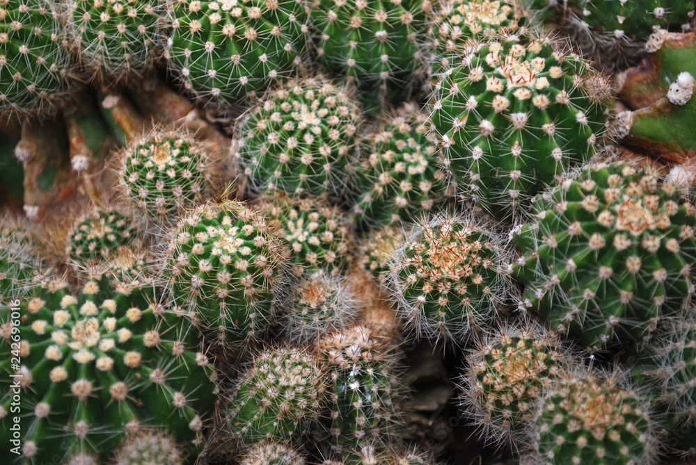 cactus in the garden cactus in the garden