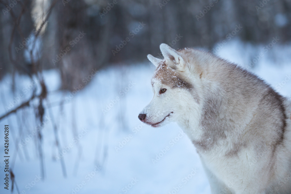 Beautiful and happy siberian Husky dog sitting on the snow in the fairy winter forest. Close-up. Profile portrait