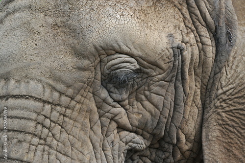 Close up of an Elephant, captured at Addo Elephant park, South Africa © Dominic