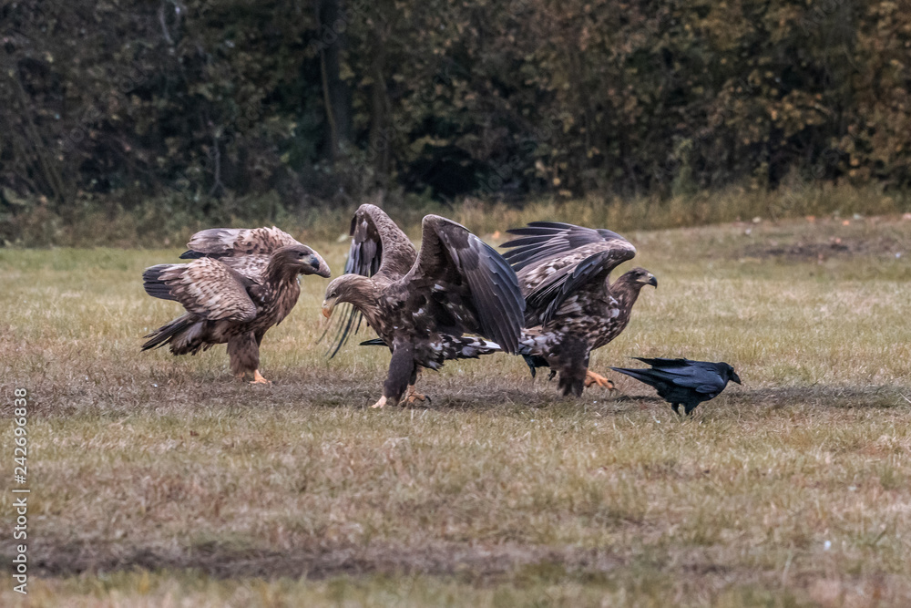 Obraz premium White tailed eagle (Haliaeetus albicilla) europe attack.
