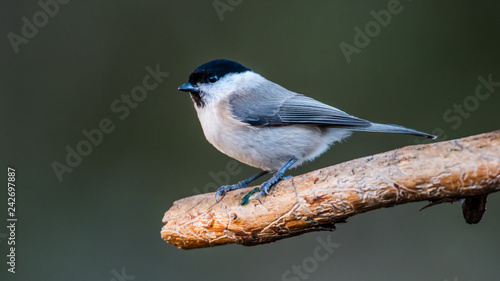 Marsh Tit on the Old Pine Branch