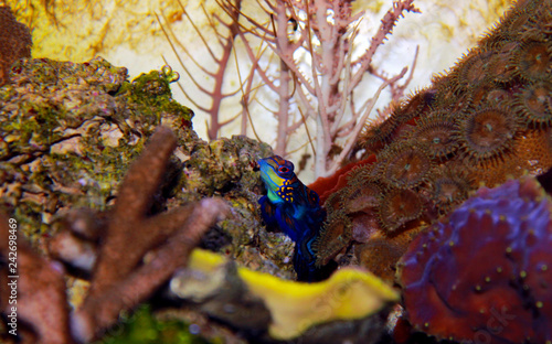 Mandarin fish in reef aquarium tank photo