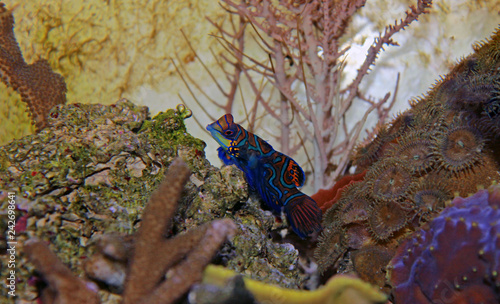 Mandarin fish in reef aquarium tank photo