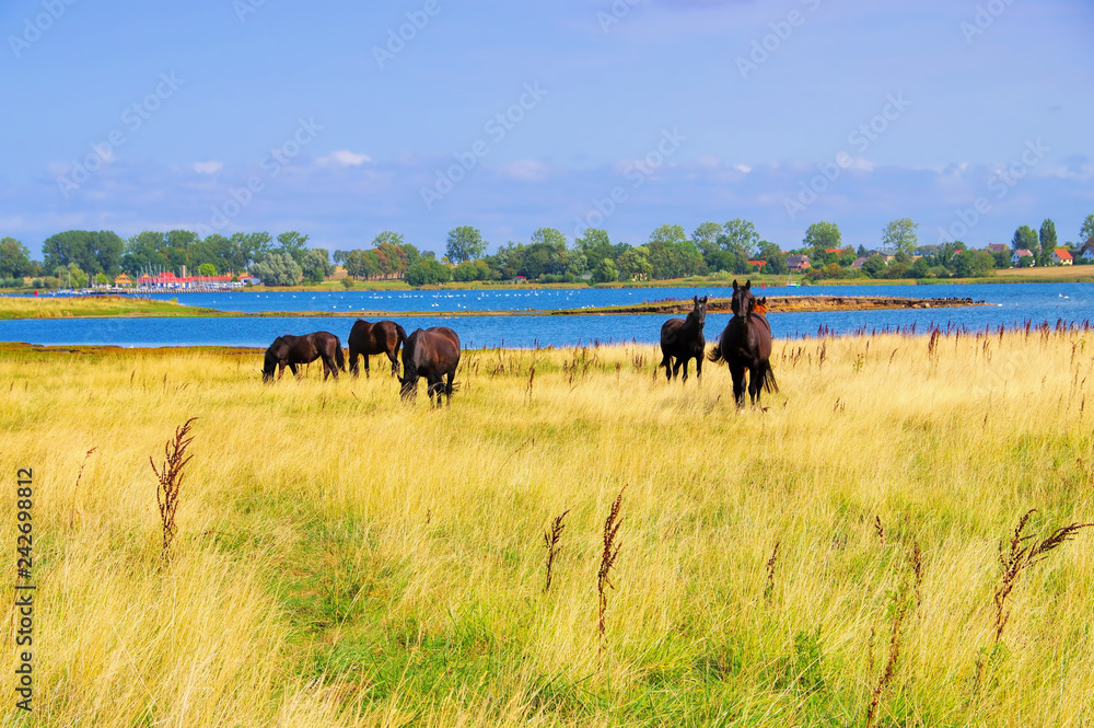 Obraz premium Poel Pferde - konie na pastwisku na wyspie Poel