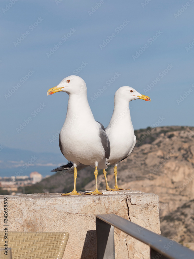 Seagulls Seagulls