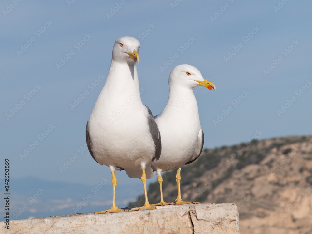 Obraz premium seagull