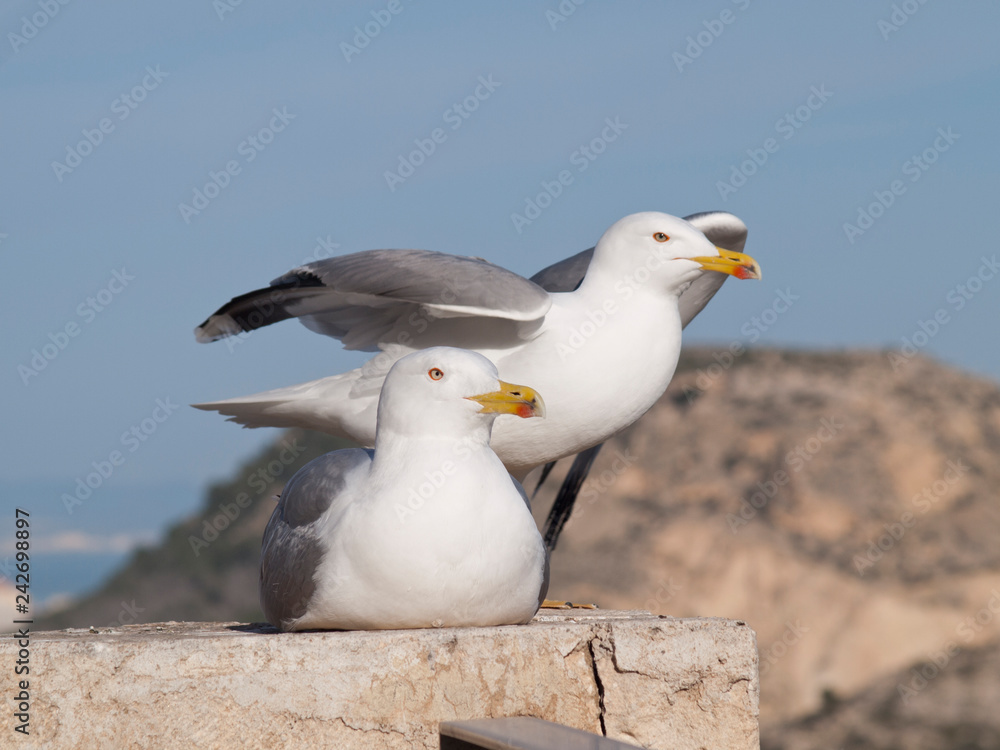 Fototapeta premium Seagulls