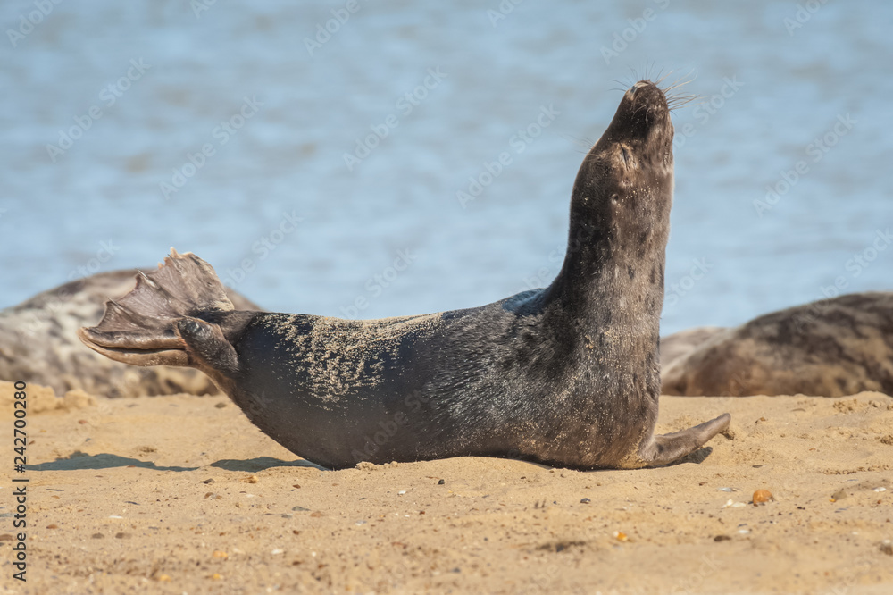 Obraz premium young seal basking in sunshine on a sandy beach