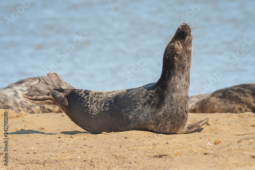 young seal basking in sunshine on a sandy beach