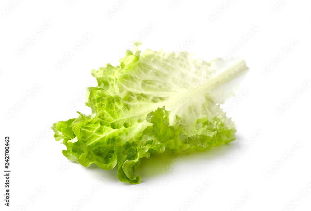 Green leaf lettuce on white background Green leaf lettuce on white background