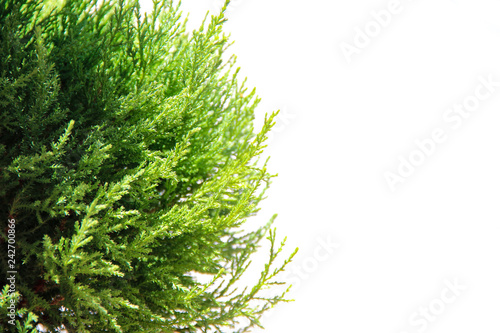Close-up of bright green coniferous branches in the bright sun on a white background