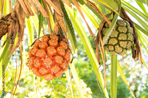 Close up on two pandanus fruits - one orange one green - growing on a tree on a sunny day. photo