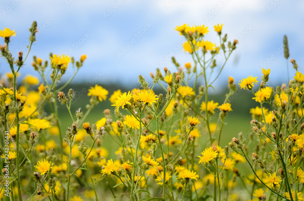 Yellow wildflowers at the green meadow macro photo