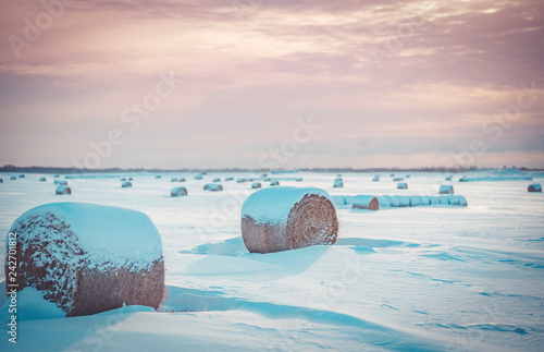 winter morning in the country