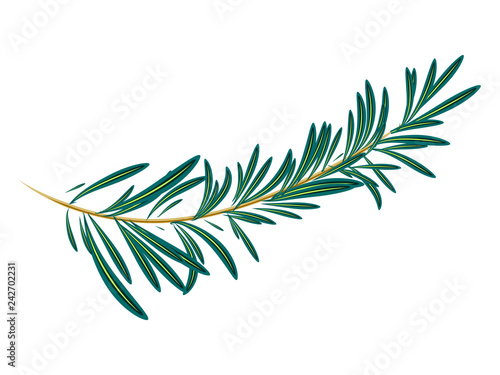 Vector illustration of green rosemary branch isolated on white background