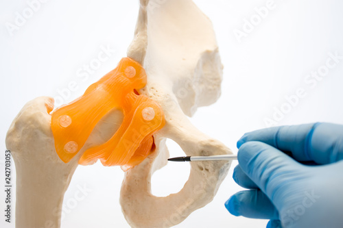 Doctor points by pointer on anatomical orifice in bones of pelvis - obturator foramen or in Latin obturatum foramen. Structure, function and pathology signs and symptoms of this anatomical parts photo