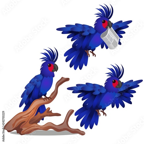 Blue parrot is tied to the weight isolated on white background. Vector cartoon close-up illustration.