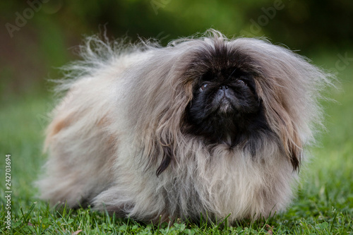 shih tzu su prato