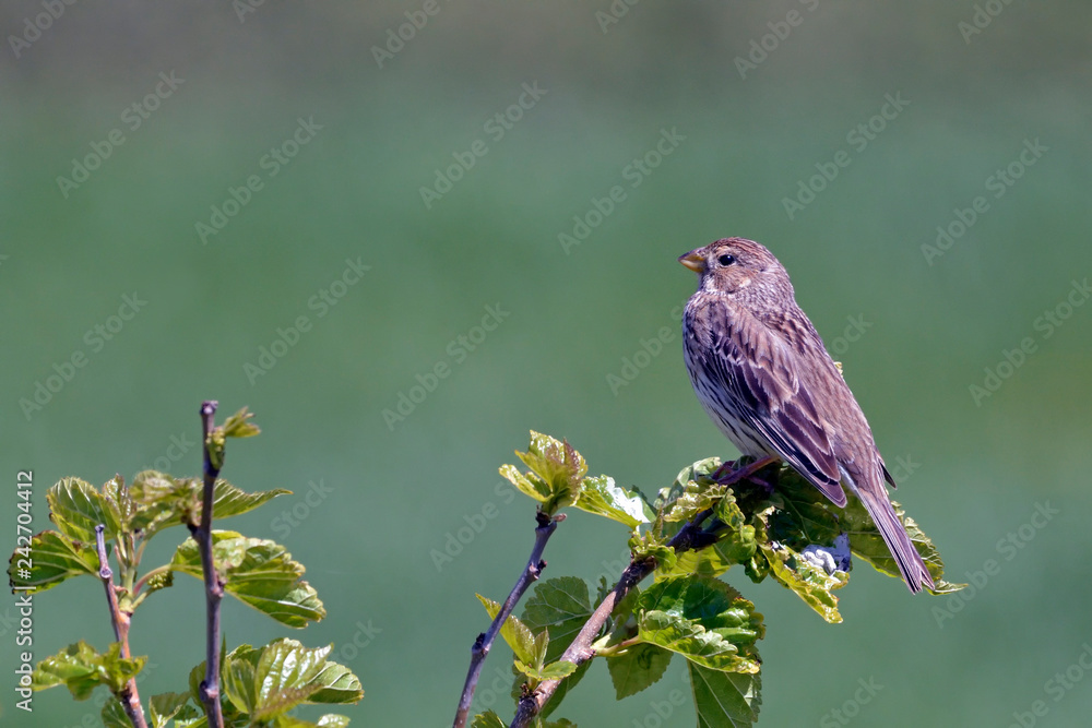 Corn Bunting - Miliaria calandra, Crete, Greece
