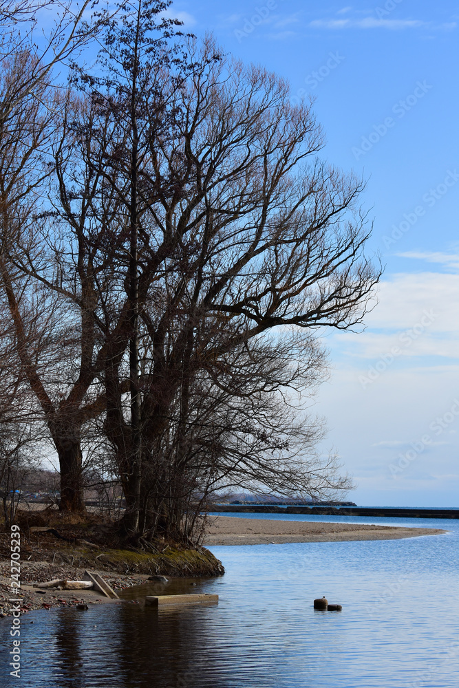 tree on lake in winter tree on lake in winter