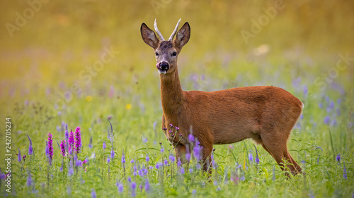 Fototapeta Naklejka Na Ścianę i Meble -  Roe deer, capreolus capreolus, buck in summer on a meadow full of flowers. Roebuck at sunset. Wild animal in natural environment. Cute wild male deer.