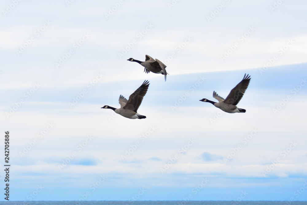 canadian goose canadian goose