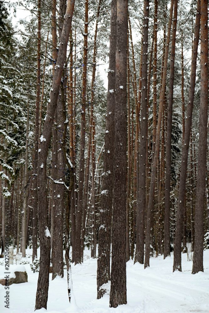 Snow covered trees in the winter Snow covered trees in the winter