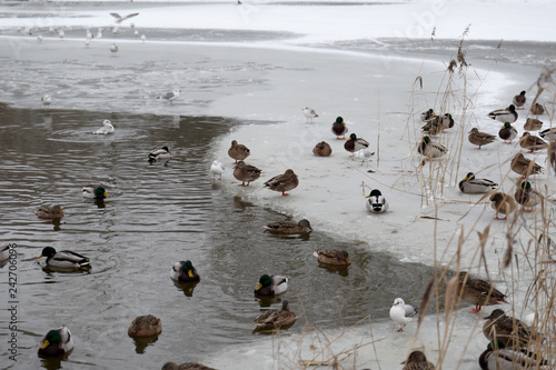 Wild ducks on frozen riverside