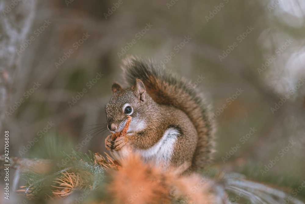 squirrel eating nut