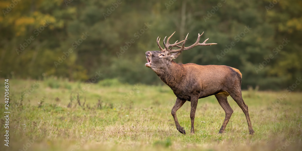Fototapeta premium Red deer, cervus elaphus, stag roaring during rutting season in autumn. Wild animal walking on a meadow with blurred background. Natural behaviour of male mammal in mating season. Panoramatic