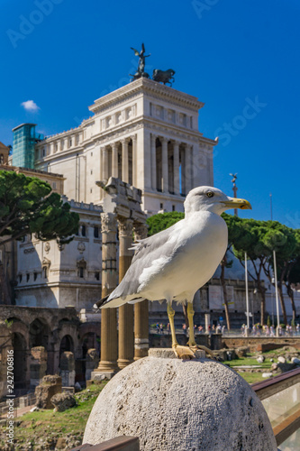 Seagull by the Vittoriano monument in Rome