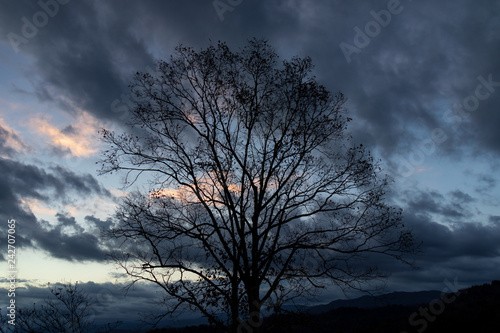 Silhouette of tree with dark clouds in background