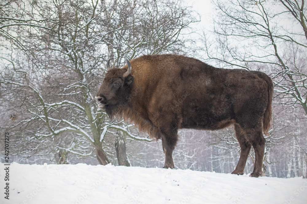 European bison, bison bonasus, in the forest with snow. Young wisnet in winter. Wildlife scenery in cold weather. European bison, bison bonasus, in the forest with snow. Young wisnet in winter. Wildlife scenery in cold weather.