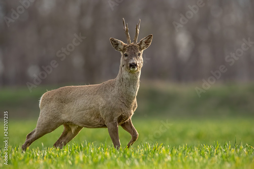 Fototapeta Naklejka Na Ścianę i Meble -  Roe deer, capreolus capreolus, buck in spring walking on a filed. Morning wildlife scenery from nature. Alerted wild deer approaching.