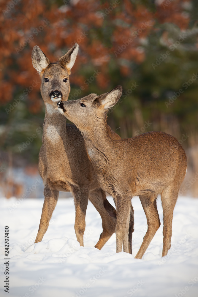 Mother and son roe deer, capreolus capreolus, in deep snow in winter kissing. Cute wild animals interacting by touching noses. Family of animals enyojing their presence. Happy wildlife scenery with Mother and son roe deer, capreolus capreolus, in deep snow in winter kissing. Cute wild animals interacting by touching noses. Family of animals enyojing their presence. Happy wildlife scenery with