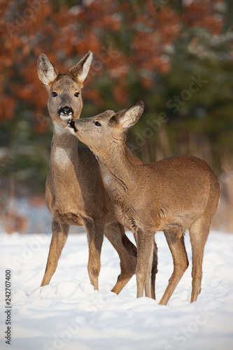 Canvas Print Mother and son roe deer, capreolus capreolus, in deep snow in winter kissing