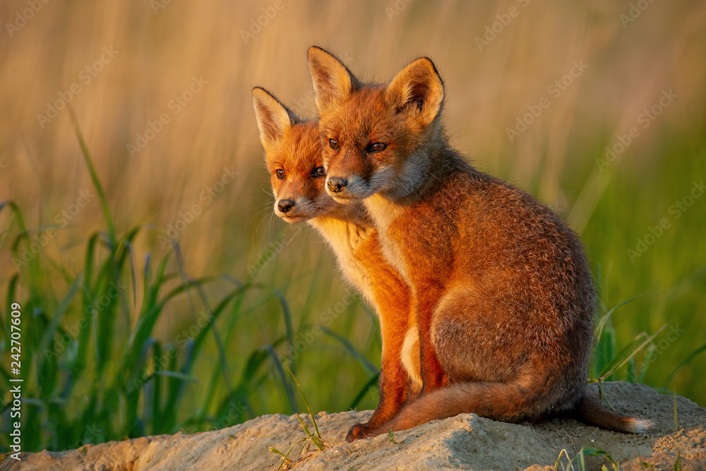 Red fox, vulpes vulpes, small young cubs near den curiously weatching around. Cute little wild predators in natural environment. Brotherhood of animlas in wilderness.