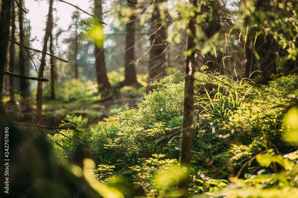 Obraz premium Wild Green Grass And Plants In Tatra Mountains Forest In Poland