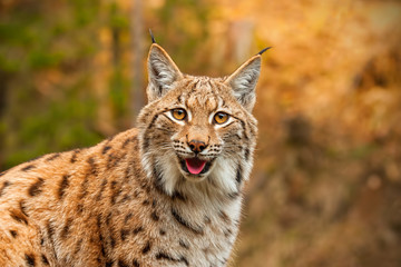 Sierkussen Lynx Lynx in herfstbos bij avondlicht  © WildMedia