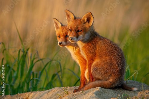 Obraz na płótnie Red fox, vulpes vulpes, small young cubs near den curiously weatching around. Cute little wild predators in natural environment. Brotherhood of animlas in wilderness. w salonie
