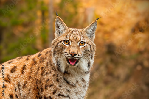 Canvastavla Adult eursian lynx in autmn forest gazing to the camera
