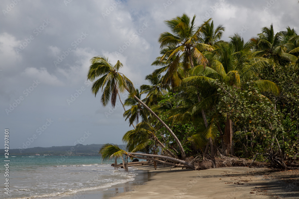 Obraz premium Coast with Beach Forest in Northern Dominican Republic