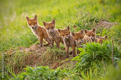 Red fox  vulpes vulpes  small young cubs near den curiously weatching around. Cute little wild predators in natural environment. Brotherhood of animlas in wilderness.