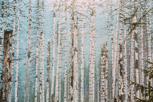 Fototapeta Naklejka Na Ścianę i Meble -  Old Dry Wood Trees Pines Background