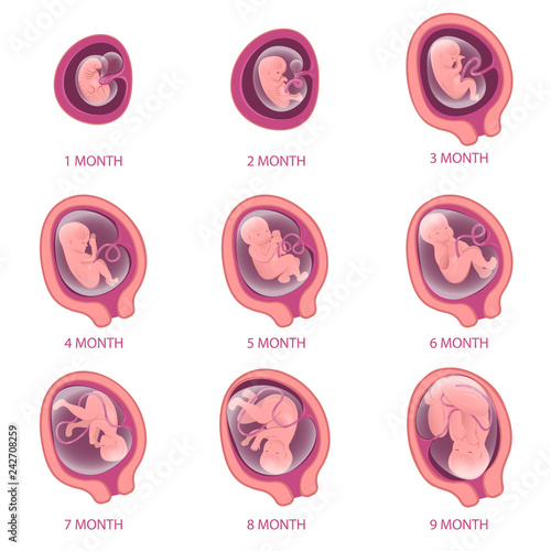 Infographics about pregnancy. Embryo development for nine months. Isolated illustrations on a white background for education and health