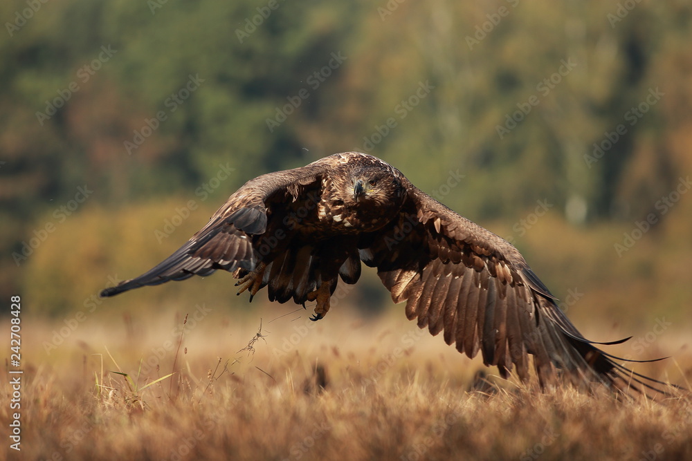 Fototapeta premium White tailed eagle (Haliaeetus albicilla). Autumn White tailed eagle.