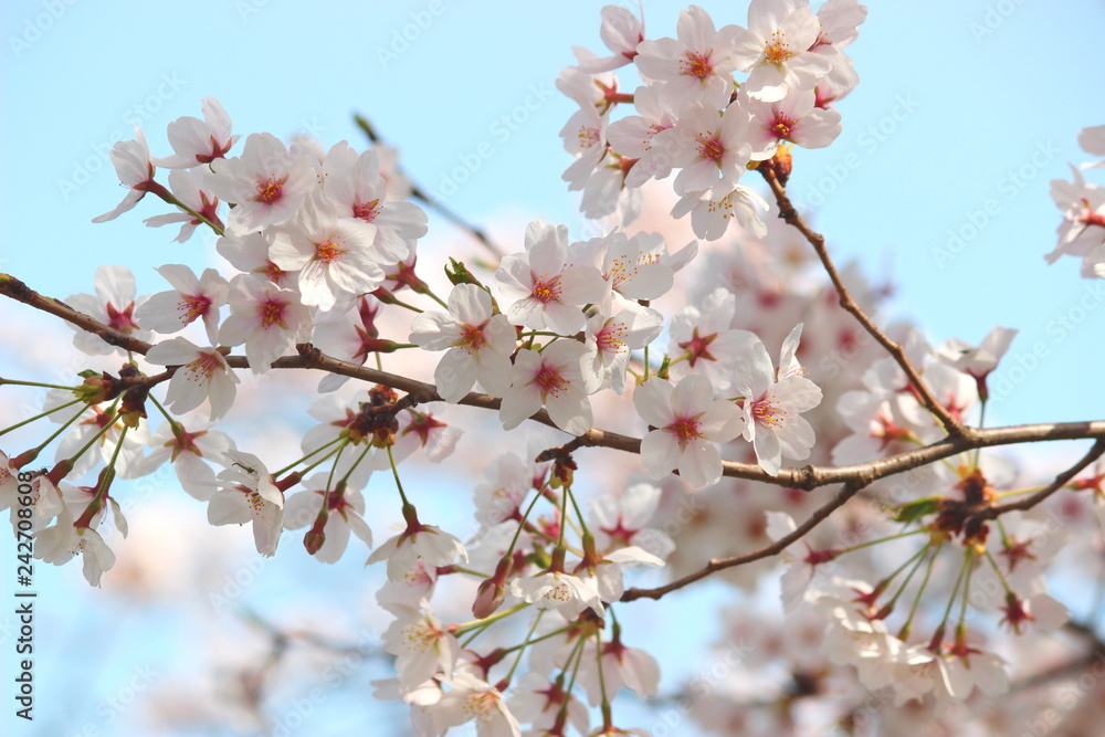 日本の春は美しい薄桃色の桜が咲き乱れる