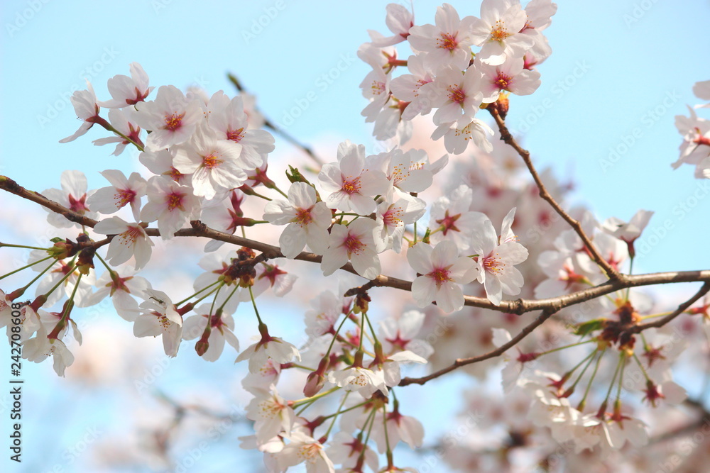 Fototapeta premium 日本の春は美しい薄桃色の桜が咲き乱れる
