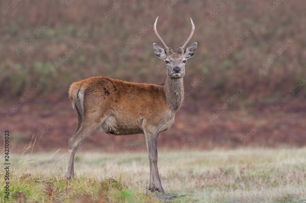 Fototapeta premium Red Deer Stag (Cervus elaphus)/ Young Red Deer Stag in open meadow