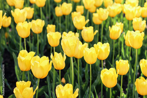 Field of yellow tulips. wild flowers.